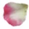 petal 10e petal 10e