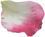 petal 2b petal 2b
